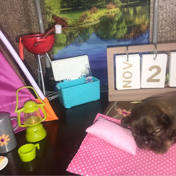 💕 Shorkies & Shih Tzu 💕 - Picture 4 of 14